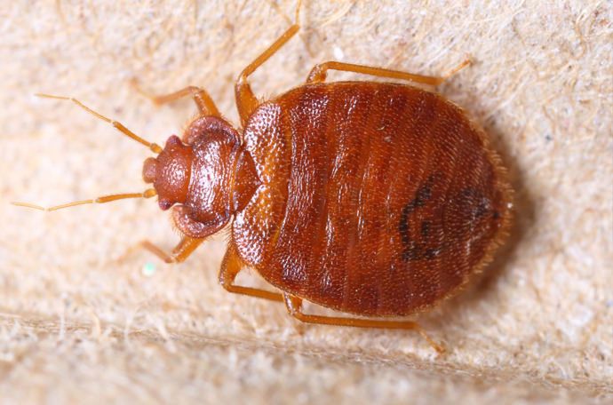 cosa sono le cimici dei letti