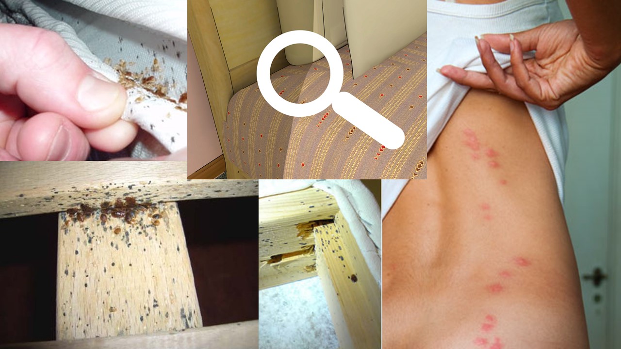 Costo Disinfestazione Cimici Da Letto